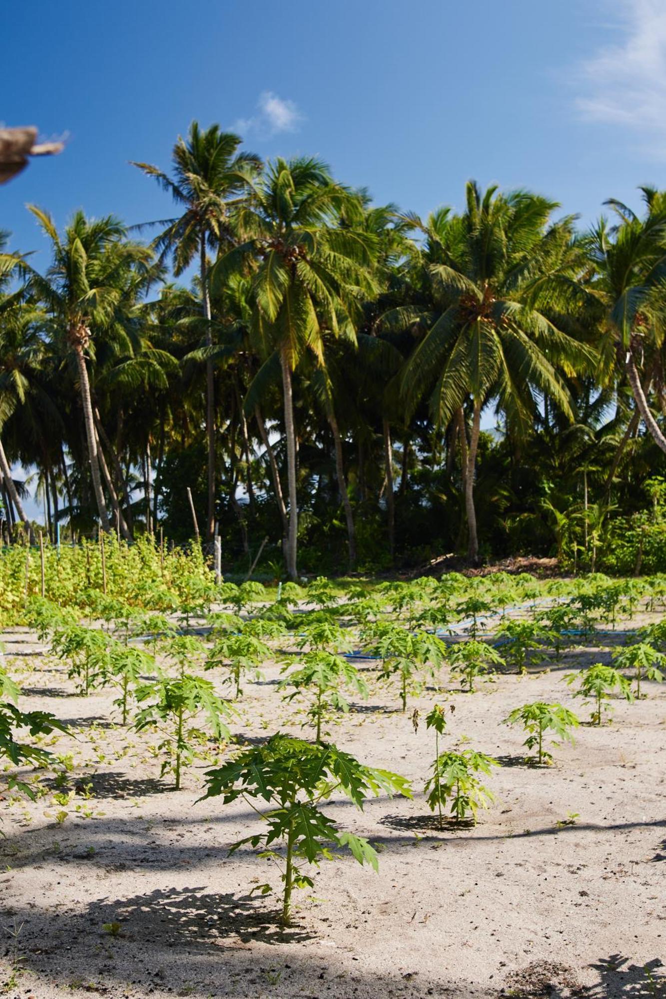Relax Lodge Thoddoo-Atoll Exterior foto